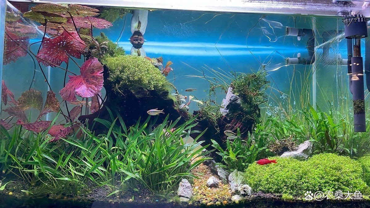1米2長寬50魚缸能養金龍嗎，你可以按需選用，，科普風，1米2×50魚缸適配養金龍魚嗎？，疑問風，1米2長寬50魚缸可否養金龍？，直白風，此尺寸魚缸能