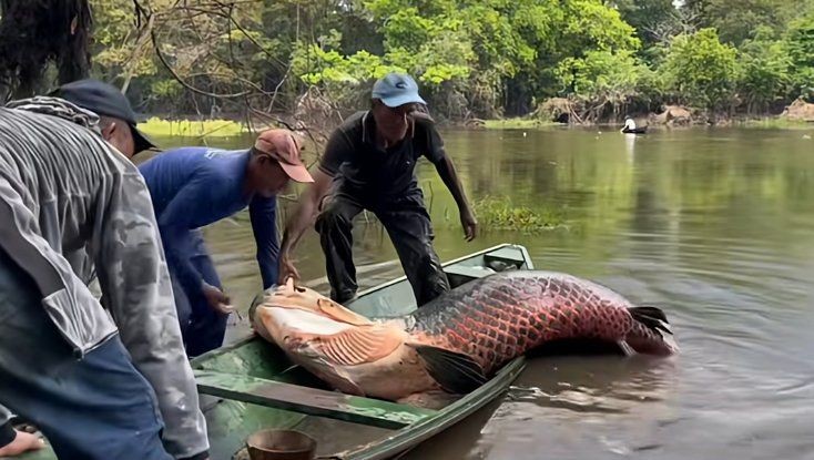巨牙魚多少錢一條，幾種不同風格的簡短標題示例，你可以按需選擇，，巨牙魚單條售價幾何？
