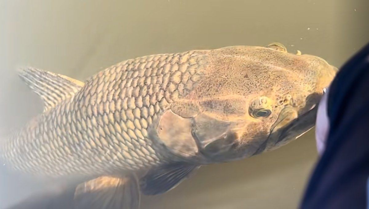 巨牙魚多少錢一條，幾種不同風格的簡短標題示例，你可以按需選擇，，巨牙魚單條售價幾何？
