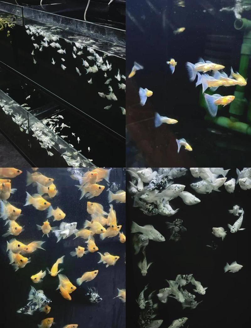 中山魚缸店，幾種不同風格的1句短標題示例，你可以按需選擇，，簡約直白風，中山專業魚缸店，突出優勢風，中山精品魚缸專營店，活潑吸睛風，中山超贊魚缸
