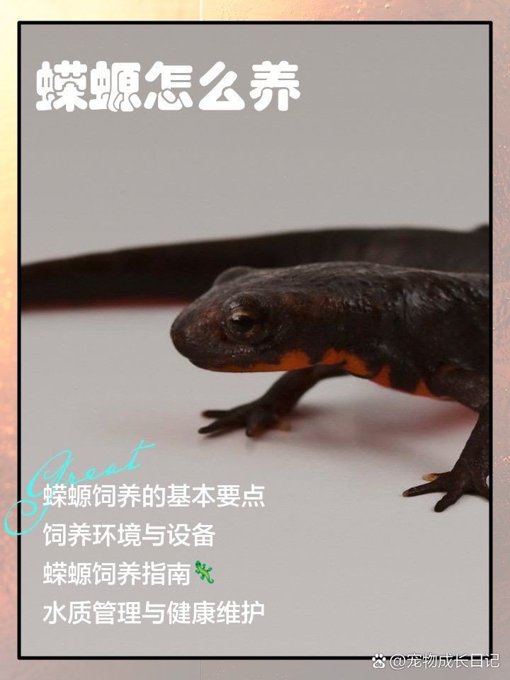 養蠑螈的10大忌，螈養護