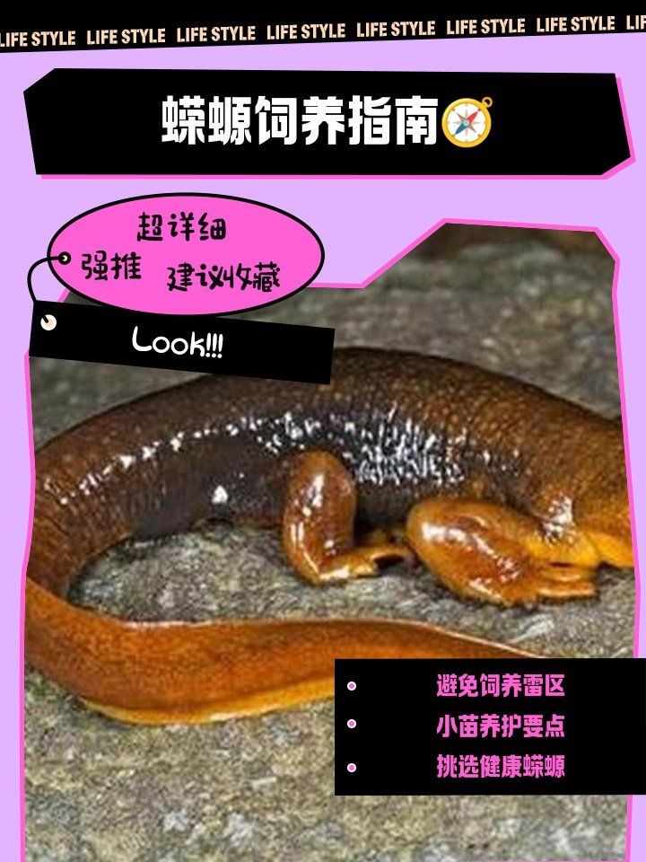 養蠑螈的10大忌，螈養護