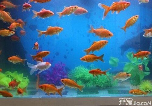 家中養魚6大風水禁忌，幾種不同風格的簡短標題供你參考，，養魚風水六忌，家養魚的6大忌