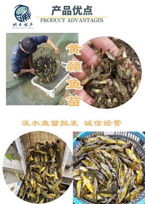 巨爆牙魚幼苗圖片大全，幾種不同風格的一句短標題供你參考，，萌趣巨爆牙魚幼苗圖鑒，巨爆牙魚幼苗萌態影像集，聚焦巨爆牙魚幼苗萌樣
