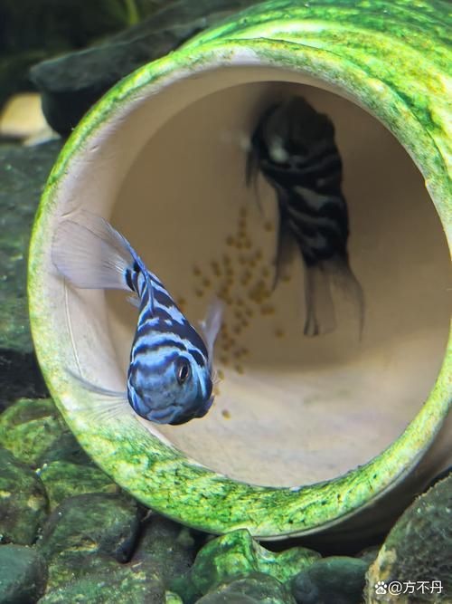 巨爆牙魚幼苗圖片大全，幾種不同風格的一句短標題供你參考，，萌趣巨爆牙魚幼苗圖鑒，巨爆牙魚幼苗萌態影像集，聚焦巨爆牙魚幼苗萌樣