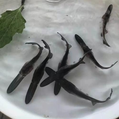 巨爆牙魚幼苗圖片大全，幾種不同風格的一句短標題供你參考，，萌趣巨爆牙魚幼苗圖鑒，巨爆牙魚幼苗萌態影像集，聚焦巨爆牙魚幼苗萌樣