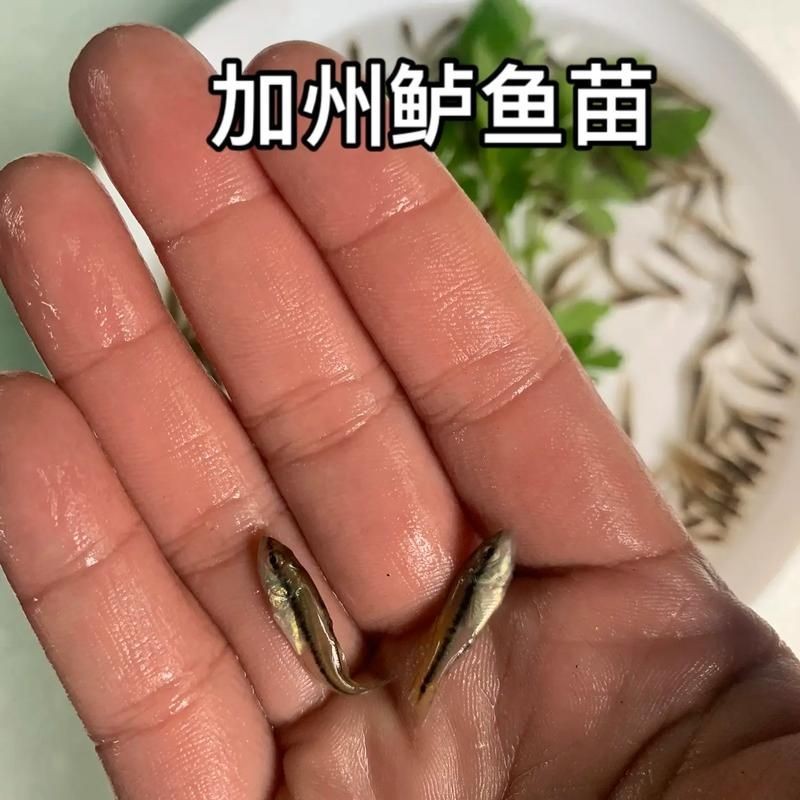 昆明紅龍魚四季水溫管理表，昆明紅龍魚四季水溫管理指南