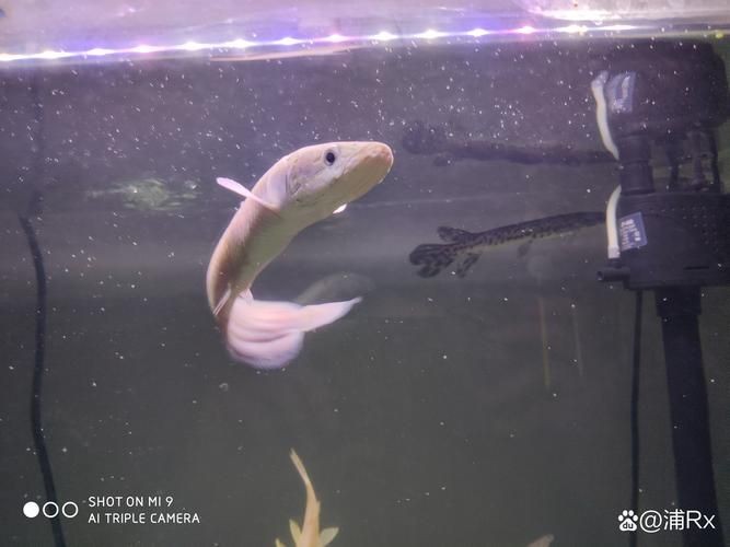 巨爆牙魚幼苗圖片大全，幾種不同風格的一句短標題供你參考，，萌趣巨爆牙魚幼苗圖鑒，巨爆牙魚幼苗萌態影像集，聚焦巨爆牙魚幼苗萌樣