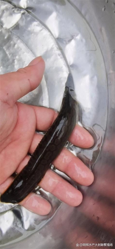 巨爆牙魚幼苗圖片大全，幾種不同風格的一句短標題供你參考，，萌趣巨爆牙魚幼苗圖鑒，巨爆牙魚幼苗萌態影像集，聚焦巨爆牙魚幼苗萌樣