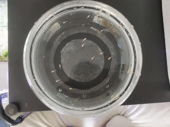 巨爆牙魚幼苗圖片大全，幾種不同風格的一句短標題供你參考，，萌趣巨爆牙魚幼苗圖鑒，巨爆牙魚幼苗萌態影像集，聚焦巨爆牙魚幼苗萌樣