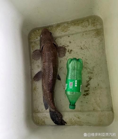 巨爆牙魚幼苗圖片大全，幾種不同風格的一句短標題供你參考，，萌趣巨爆牙魚幼苗圖鑒，巨爆牙魚幼苗萌態影像集，聚焦巨爆牙魚幼苗萌樣
