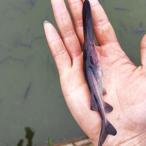 巨爆牙魚幼苗圖片大全，幾種不同風格的一句短標題供你參考，，萌趣巨爆牙魚幼苗圖鑒，巨爆牙魚幼苗萌態影像集，聚焦巨爆牙魚幼苗萌樣