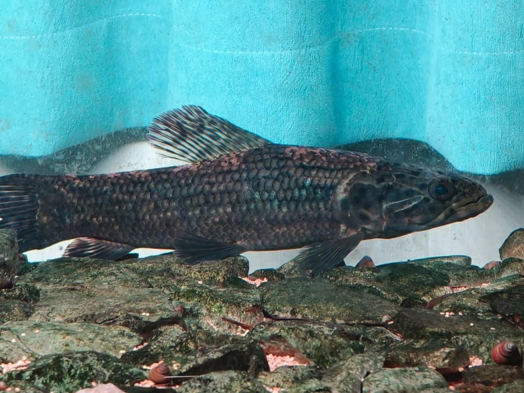 巨爆牙魚幼苗圖片大全，幾種不同風格的一句短標題供你參考，，萌趣巨爆牙魚幼苗圖鑒，巨爆牙魚幼苗萌態影像集，聚焦巨爆牙魚幼苗萌樣