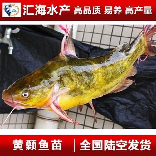 巨爆牙魚幼苗圖片大全，幾種不同風格的一句短標題供你參考，，萌趣巨爆牙魚幼苗圖鑒，巨爆牙魚幼苗萌態影像集，聚焦巨爆牙魚幼苗萌樣