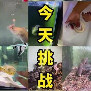 巨爆牙魚幼苗圖片大全，幾種不同風格的一句短標題供你參考，，萌趣巨爆牙魚幼苗圖鑒，巨爆牙魚幼苗萌態影像集，聚焦巨爆牙魚幼苗萌樣