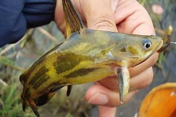 巨爆牙魚幼苗圖片大全，幾種不同風格的一句短標題供你參考，，萌趣巨爆牙魚幼苗圖鑒，巨爆牙魚幼苗萌態影像集，聚焦巨爆牙魚幼苗萌樣