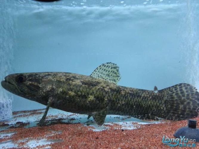 巨爆牙魚幼苗圖片大全，幾種不同風格的一句短標題供你參考，，萌趣巨爆牙魚幼苗圖鑒，巨爆牙魚幼苗萌態影像集，聚焦巨爆牙魚幼苗萌樣