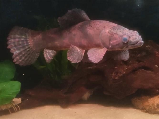 巨爆牙魚幼苗圖片大全，幾種不同風格的一句短標題供你參考，，萌趣巨爆牙魚幼苗圖鑒，巨爆牙魚幼苗萌態影像集，聚焦巨爆牙魚幼苗萌樣