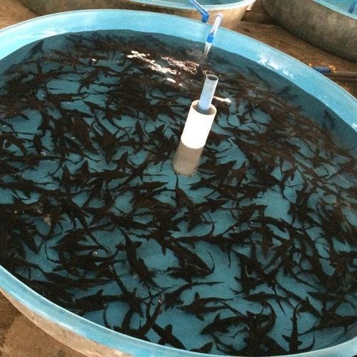 巨爆牙魚幼苗圖片大全，幾種不同風格的一句短標題供你參考，，萌趣巨爆牙魚幼苗圖鑒，巨爆牙魚幼苗萌態影像集，聚焦巨爆牙魚幼苗萌樣