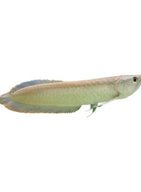 巨爆牙魚幼苗圖片大全，幾種不同風格的一句短標題供你參考，，萌趣巨爆牙魚幼苗圖鑒，巨爆牙魚幼苗萌態影像集，聚焦巨爆牙魚幼苗萌樣