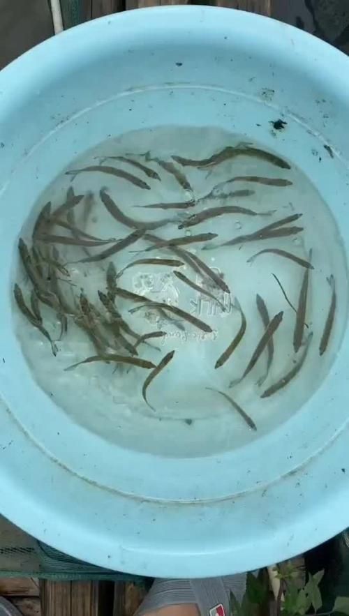 巨爆牙魚幼苗圖片大全，幾種不同風格的一句短標題供你參考，，萌趣巨爆牙魚幼苗圖鑒，巨爆牙魚幼苗萌態影像集，聚焦巨爆牙魚幼苗萌樣