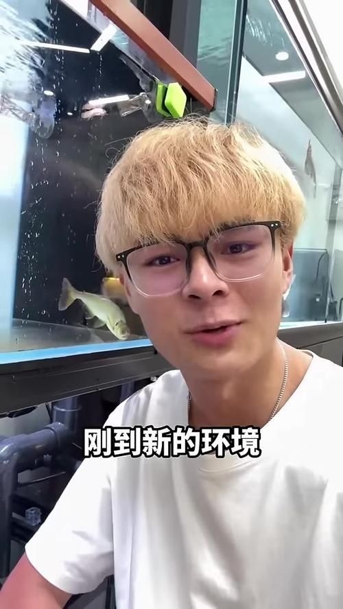 巨爆牙魚幼苗圖片大全，幾種不同風格的一句短標題供你參考，，萌趣巨爆牙魚幼苗圖鑒，巨爆牙魚幼苗萌態影像集，聚焦巨爆牙魚幼苗萌樣