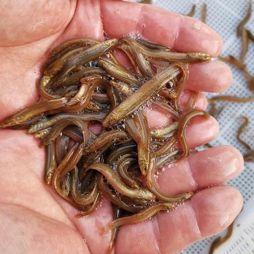 巨爆牙魚幼苗圖片大全，幾種不同風格的一句短標題供你參考，，萌趣巨爆牙魚幼苗圖鑒，巨爆牙魚幼苗萌態影像集，聚焦巨爆牙魚幼苗萌樣