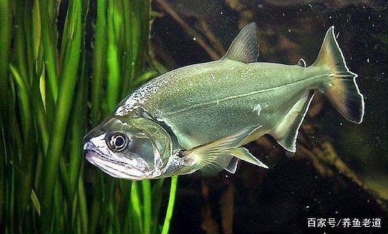 巨爆牙魚幼苗圖片大全，幾種不同風格的一句短標題供你參考，，萌趣巨爆牙魚幼苗圖鑒，巨爆牙魚幼苗萌態影像集，聚焦巨爆牙魚幼苗萌樣