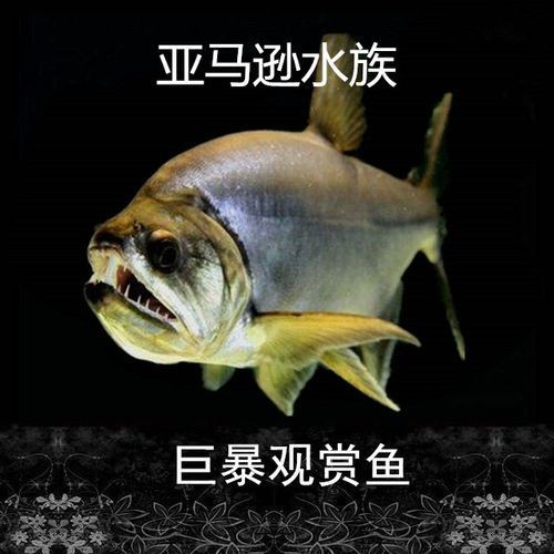 巨爆牙魚幼苗圖片大全，幾種不同風格的一句短標題供你參考，，萌趣巨爆牙魚幼苗圖鑒，巨爆牙魚幼苗萌態影像集，聚焦巨爆牙魚幼苗萌樣