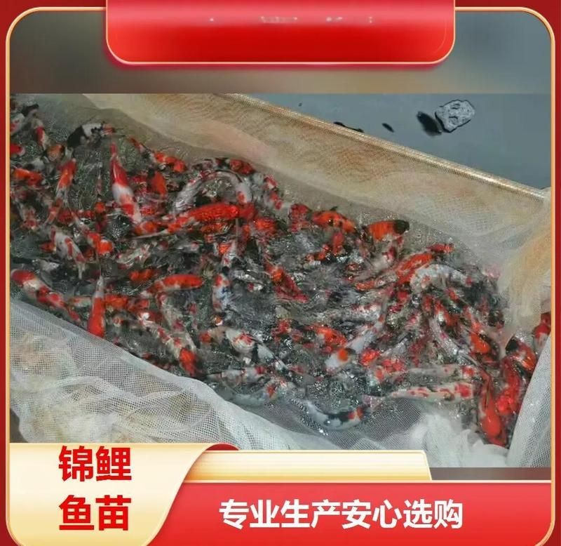 南平魚缸批發市場，幾種不同風格的1句短標題供你參考，，直白型，南平專營魚缸批發大市場，吸睛型，探秘南平熱門魚缸批發市場，實用型，南