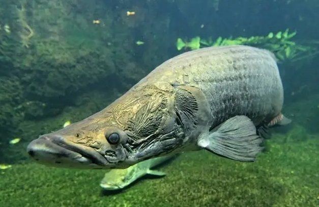 巨骨舌魚(yú)能咬斷人手嗎，巨骨舌魚(yú)，真能咬斷