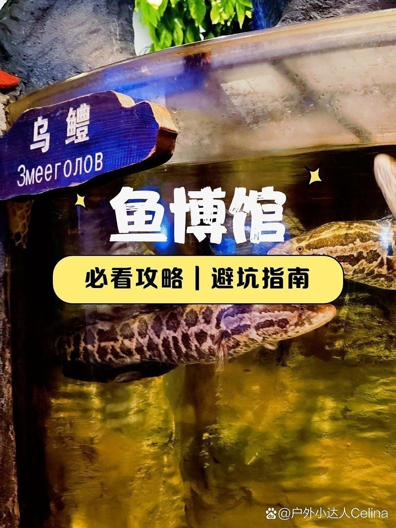佳木斯水族館，你可以按需選擇，，探秘佳木斯水族館奇幻世界，暢游佳木斯水族館靈動之境，邂逅佳木斯水族