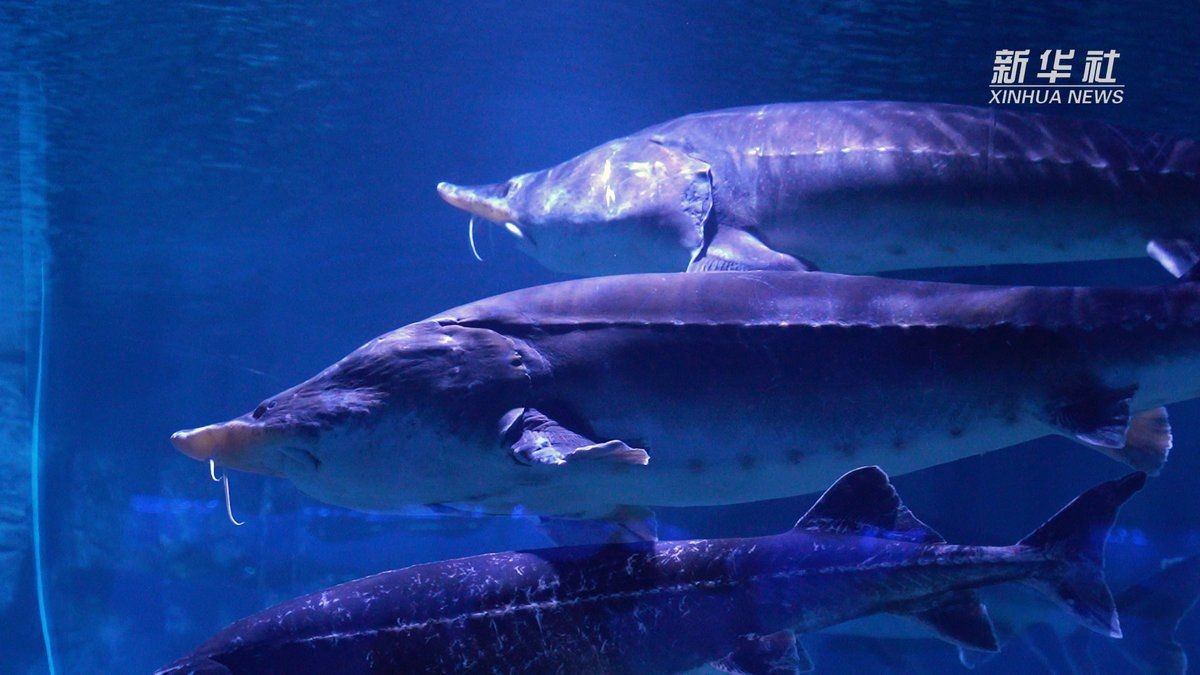 佳木斯水族館，你可以按需選擇，，探秘佳木斯水族館奇幻世界，暢游佳木斯水族館靈動(dòng)之境，邂逅佳木斯水族