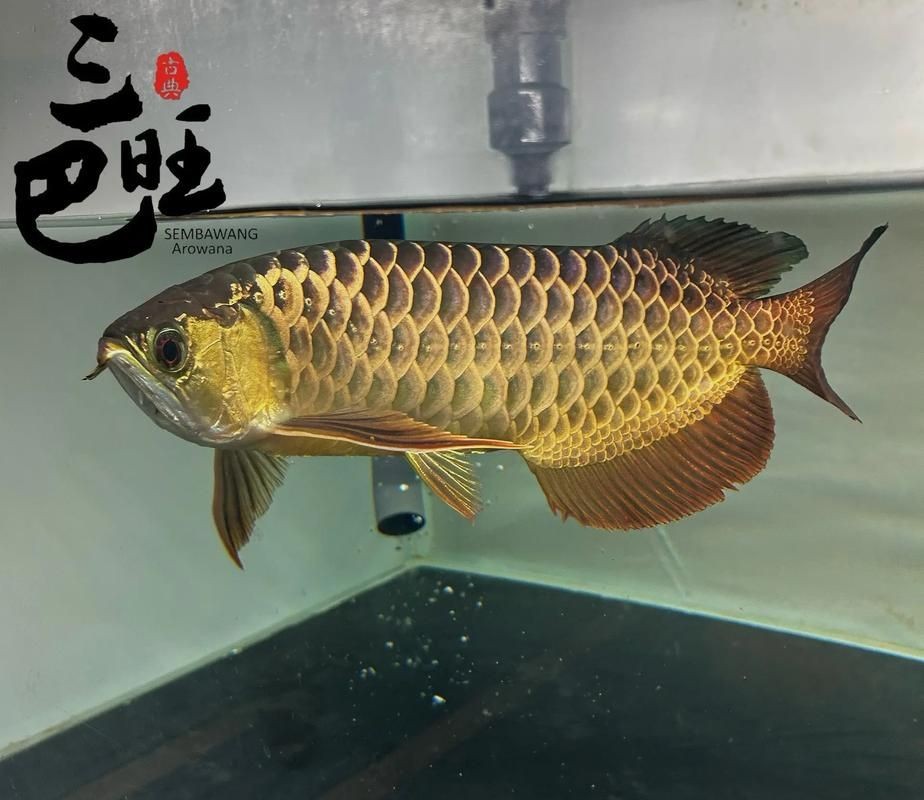 古典過背金龍魚圖片及價格，幾種不同風(fēng)格的一句短標題供你參考，，古典過背金龍魚圖鑒與價目速覽，賞古典過背金龍魚美圖，知實時價格，古典過背金龍魚高清圖及行情價位