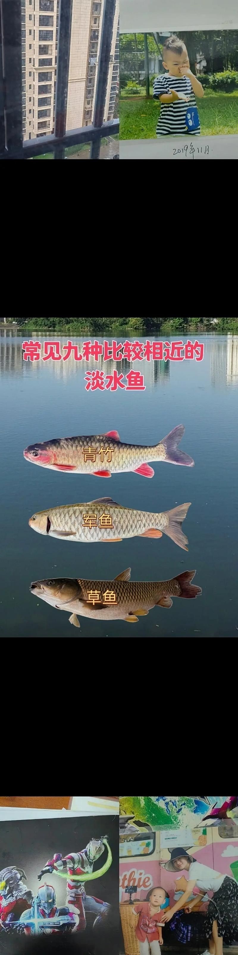和刀魚相似的魚圖片，似刀魚的魚類