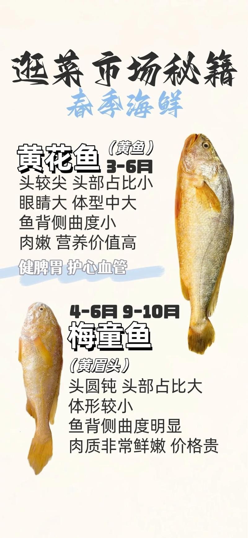 和刀魚相似的魚圖片，似刀魚的魚類