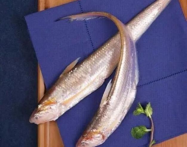 和刀魚相似的魚圖片，似刀魚的魚類