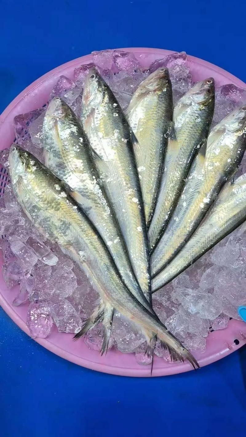 和刀魚相似的魚圖片，似刀魚的魚類