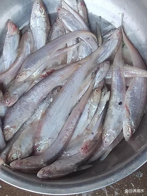 和刀魚相似的魚圖片，似刀魚的魚類