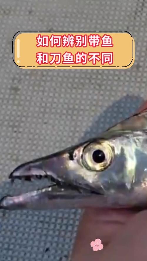 和刀魚相似的魚圖片，似刀魚的魚類
