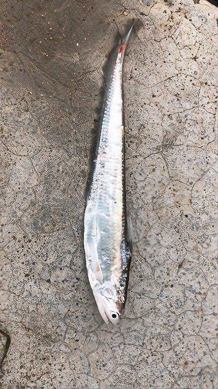 和刀魚相似的魚圖片，似刀魚的魚類