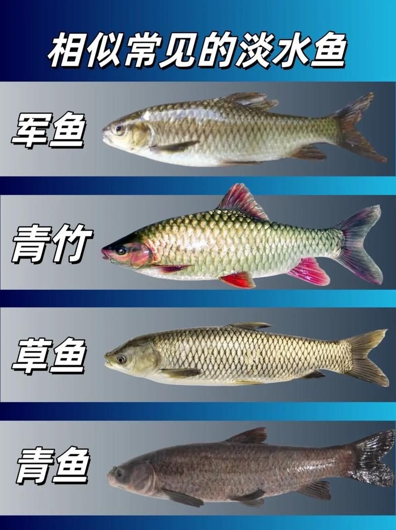 和刀魚相似的魚圖片，似刀魚的魚類