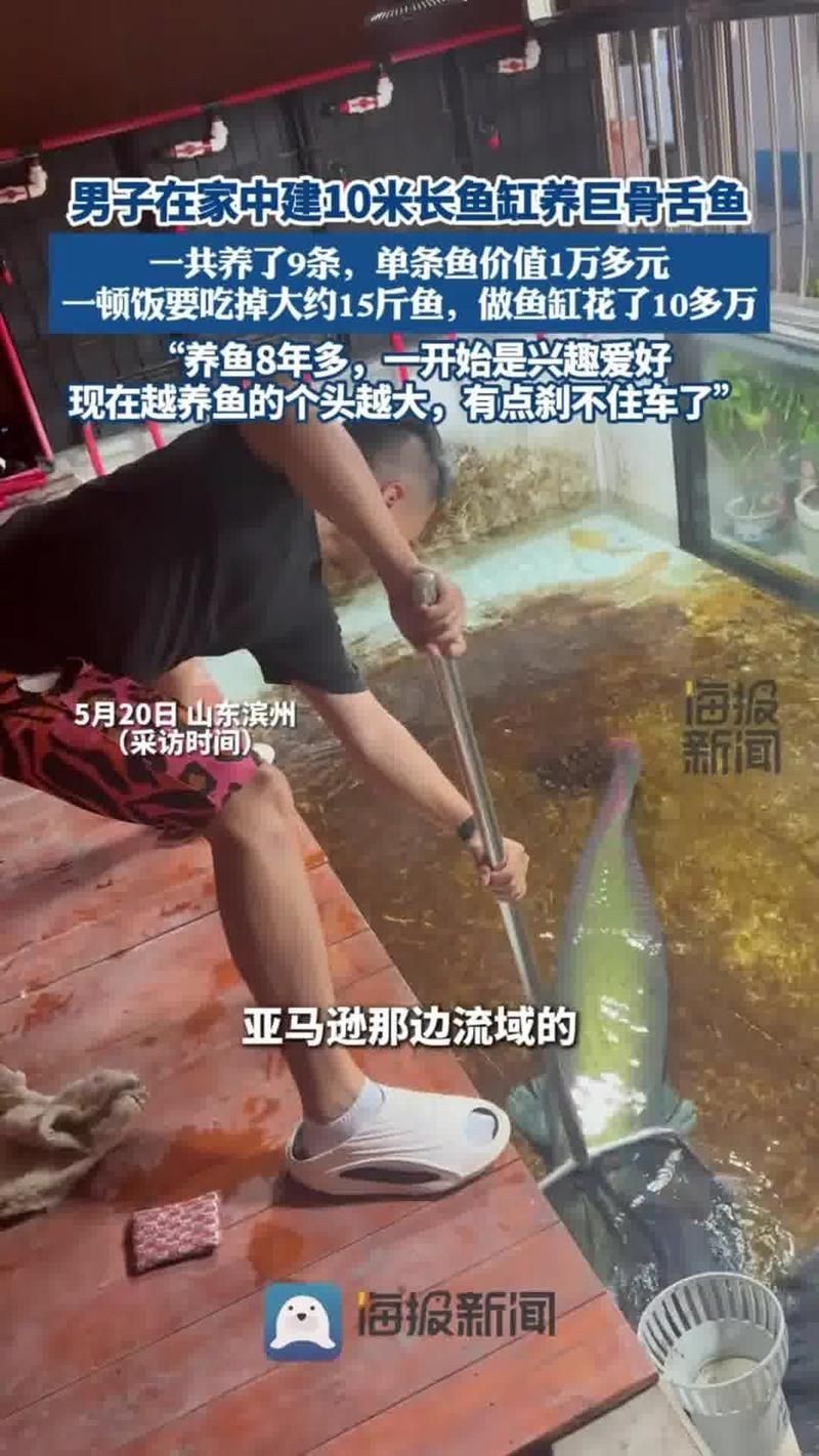 巨骨舌魚多少一條，你可以按需選擇，，直白詢問型，巨骨舌魚單條售價幾何？，簡潔好奇型，巨骨舌魚一條啥價？，日常探詢型，巨骨舌