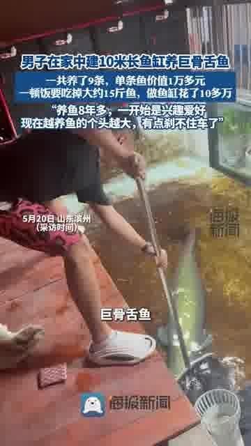 巨骨舌魚多少一條，你可以按需選擇，，直白詢問型，巨骨舌魚單條售價幾何？，簡潔好奇型，巨骨舌魚一條啥價？，日常探詢型，巨骨舌