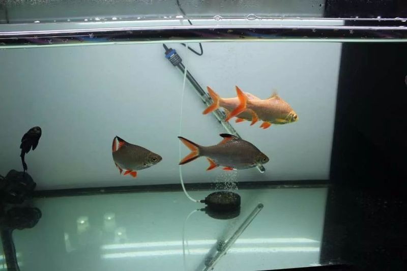 我用小缸養了3年的龍魚，三載小缸育
