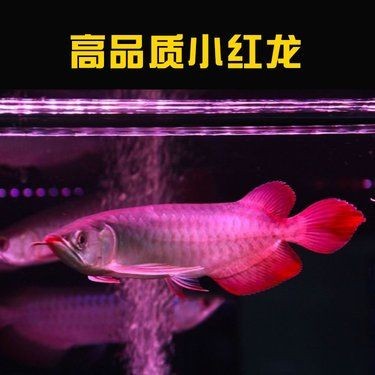 20cm紅龍魚一般多少錢，幾種不同風格的簡短標題示例供你參考，，直白型，20cm紅龍魚價格揭秘，疑問型，20cm紅龍魚啥價？，實用型，速覽20cm紅龍魚