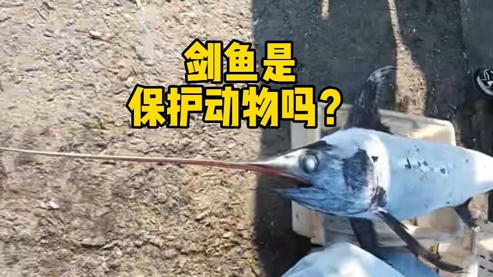 劍魚最好少吃三個原因，食劍魚，三大