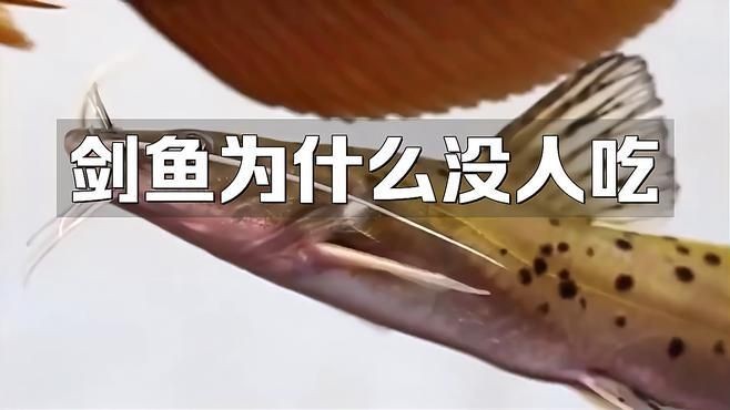 劍魚最好少吃三個原因，食劍魚，三大