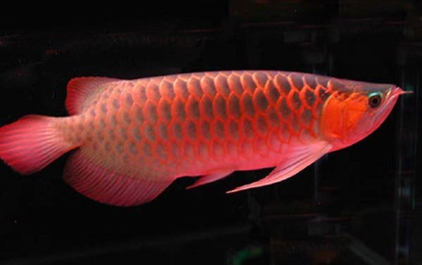 養紅龍魚的風水作用，幾種不同風格的簡短標題示例，你可以按需選擇，，紅龍魚，風水養運妙寵，養紅龍魚，納風水吉兆，紅龍入缸，風水添祥