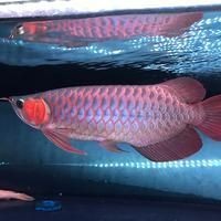 40公分過背金龍魚價格，你可以按需選擇，，直白型，40公分過背金龍魚售價揭秘，疑問型，40公分過背金龍魚啥價？，吸睛型，驚！40公分過背金龍 40公分過背金龍魚價格，你可以按需選擇，，直白型，40公分過背金龍魚售價揭秘，疑問型，40公分過背金龍魚啥價？，吸睛型，驚！40公分過背金龍 龍魚百科 第11張